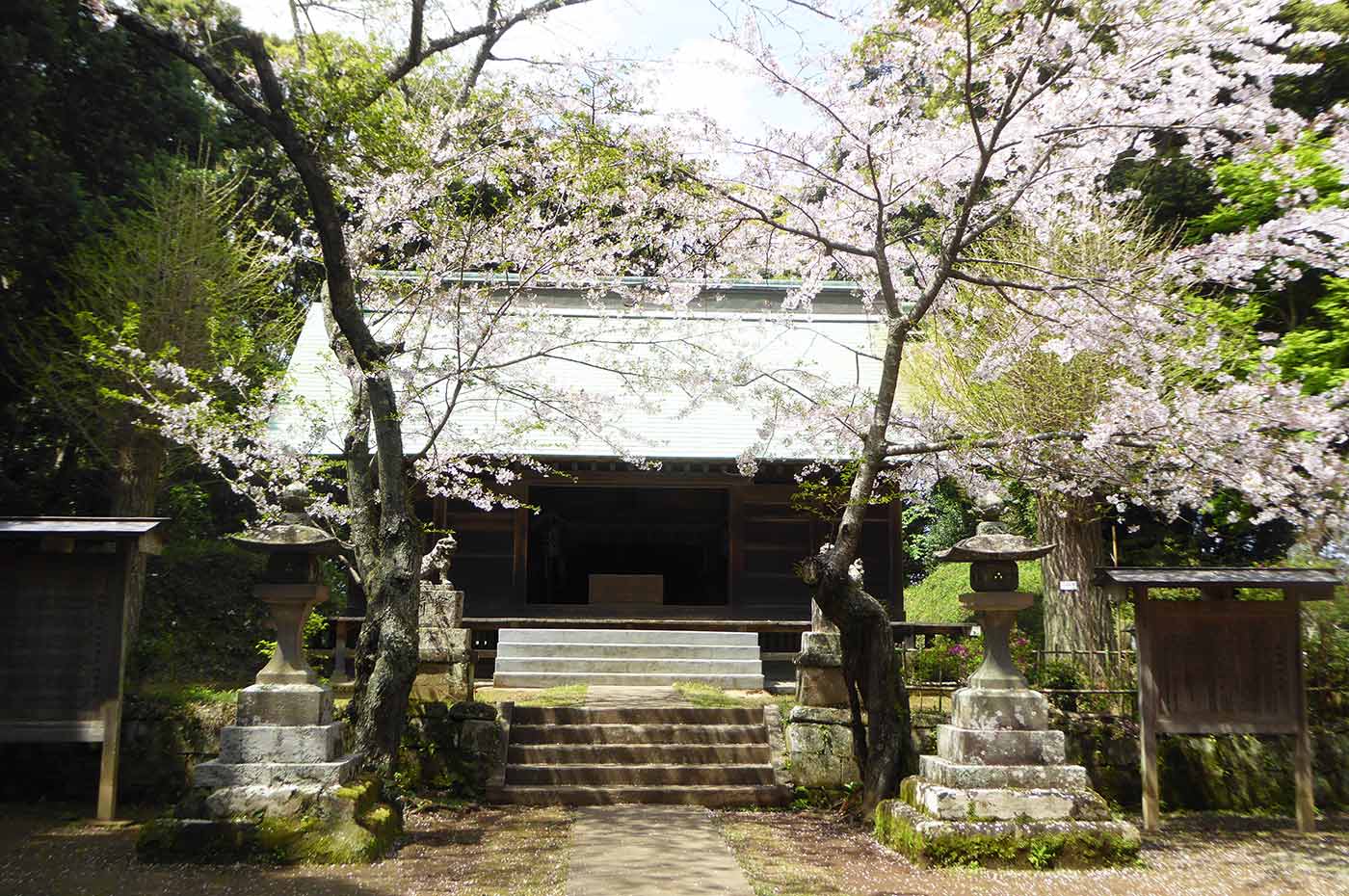 諏訪神社（館山市正木）の桜