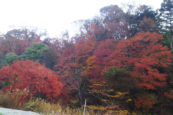 山中区公民館周辺の紅葉の様子