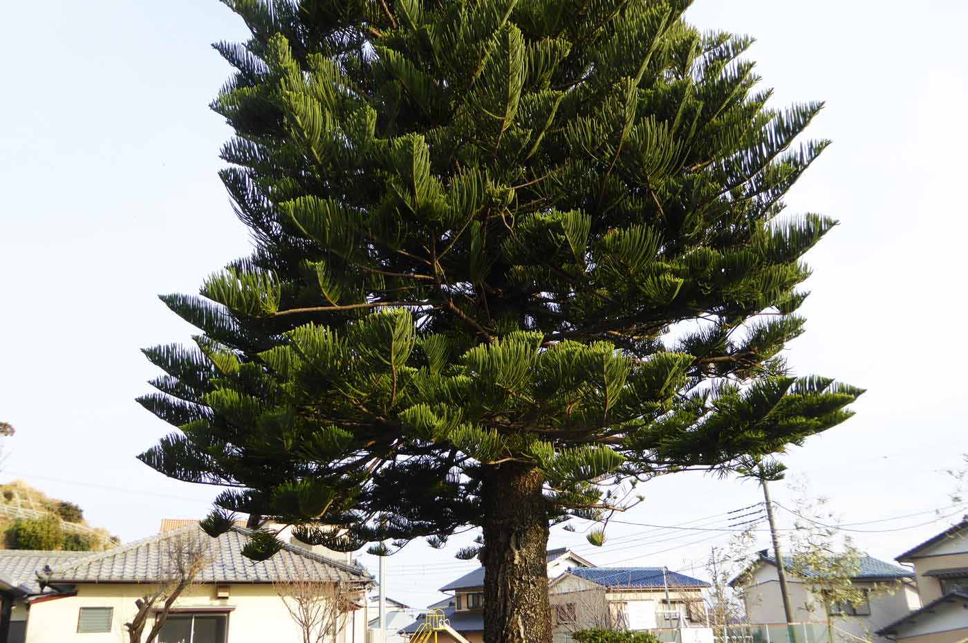 多聞寺境内の謎の木