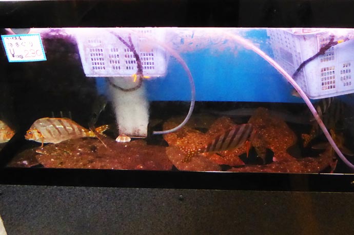 活けの鮮魚の画像
