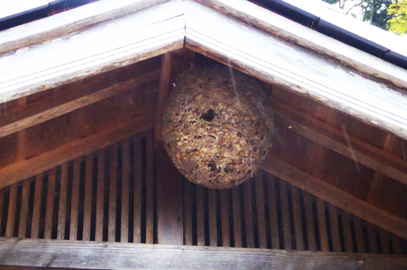 スズメ蜂の巣
