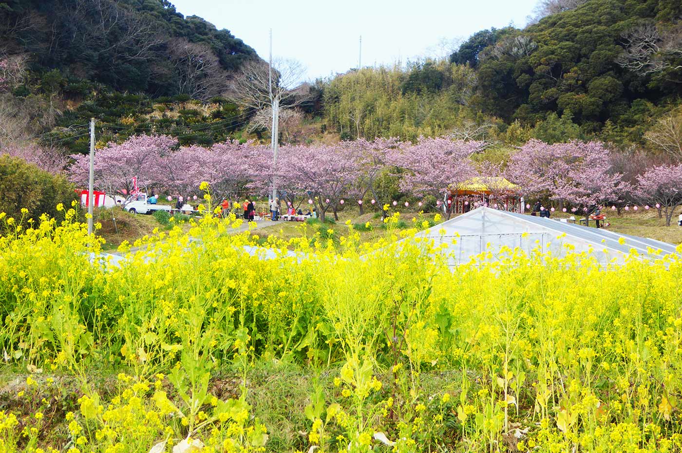抱湖園　桜と菜の花の画像