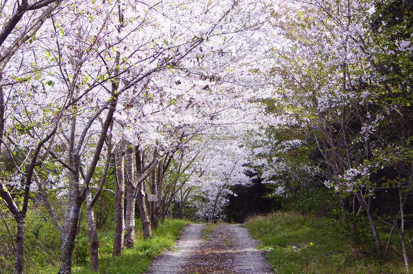 おん だら 山 ハイキング コース