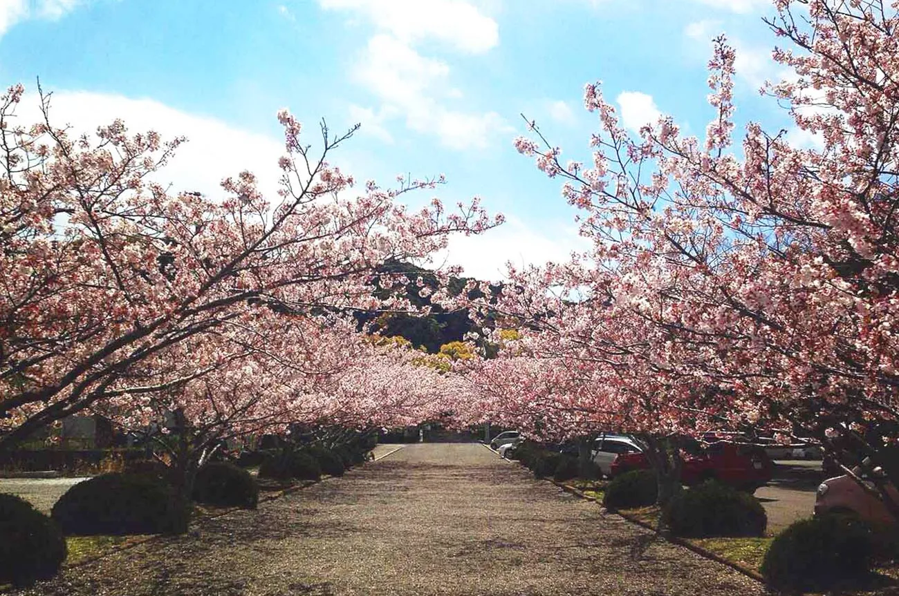 安房神社の桜の画像