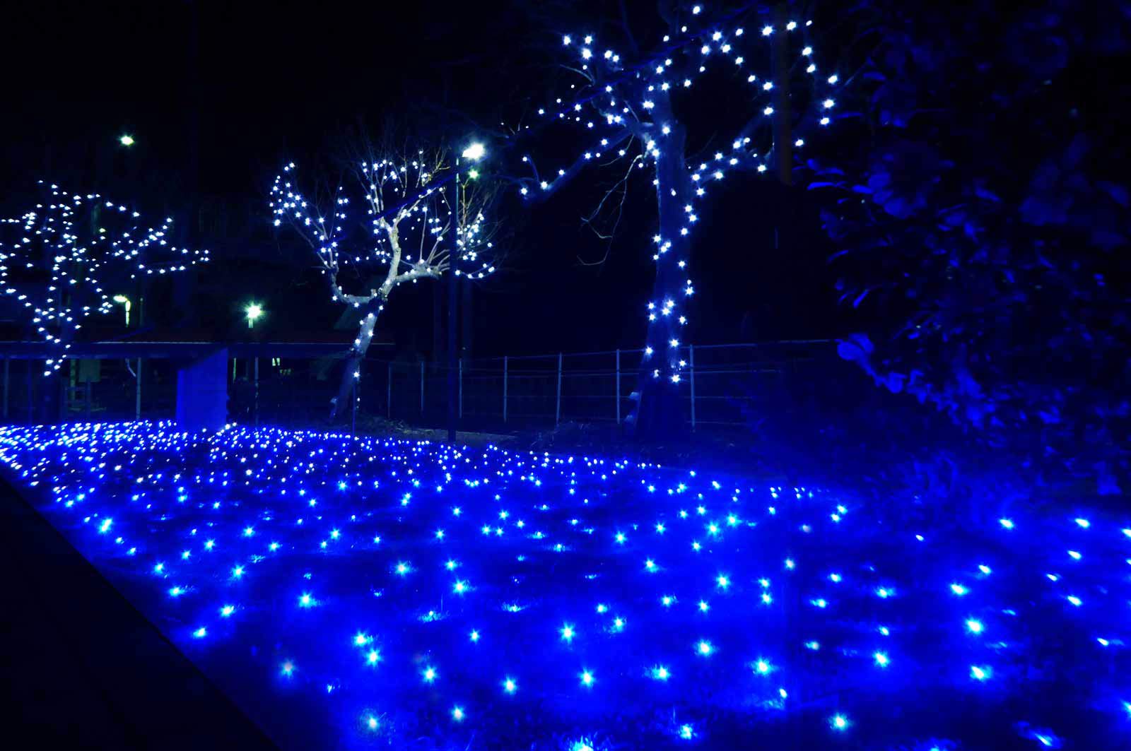 伏姫公園のクリスマスイルミネーションの画像