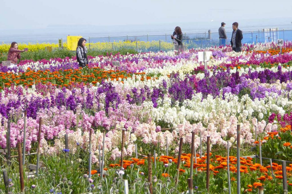 房総の花摘み施設一覧と時期 房総タウン Com