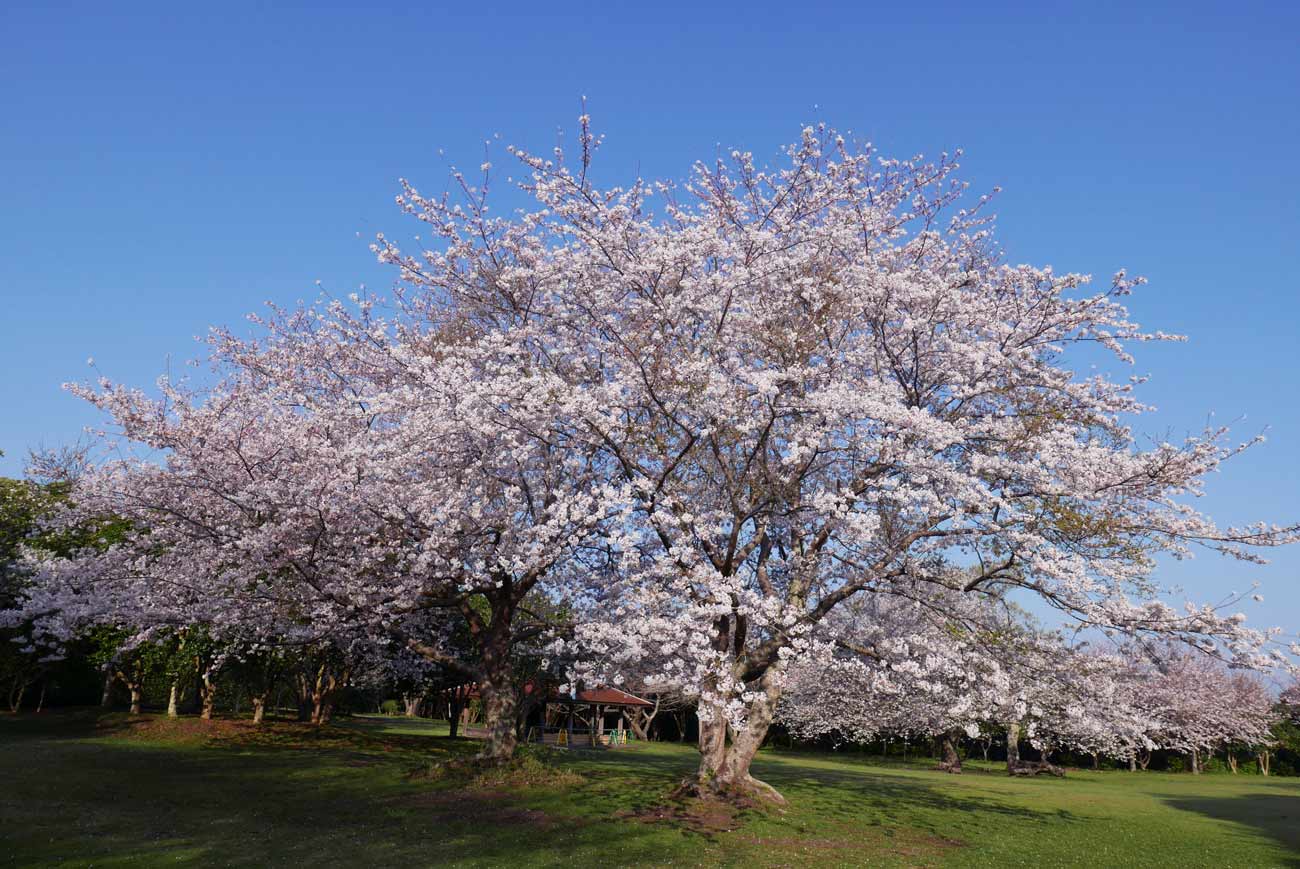 大房岬の満開の桜