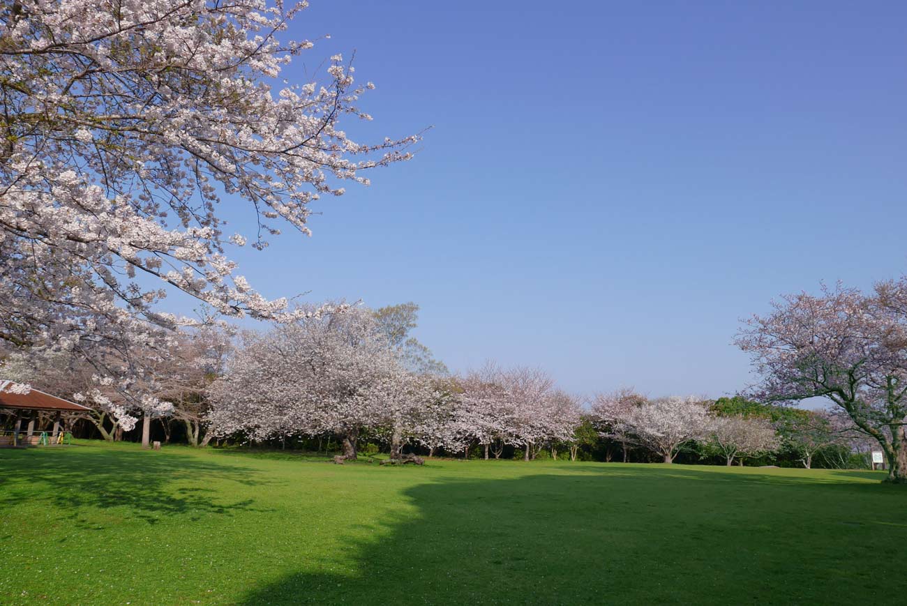 大房岬中央広場の桜