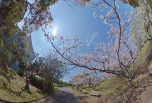 北条中央公園の桜
