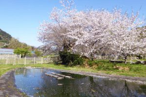 吉井農村公園の桜