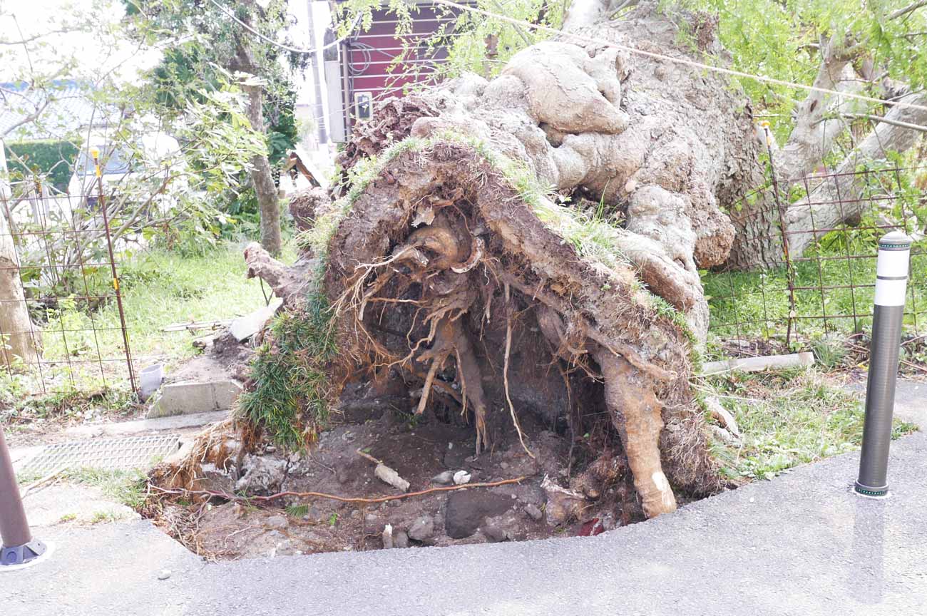 台風19により倒れたサイカチの木