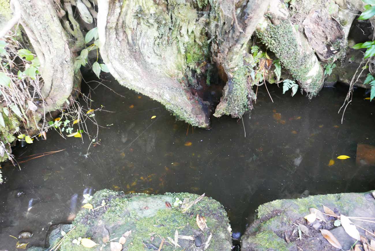 椿の井戸のアップの画像