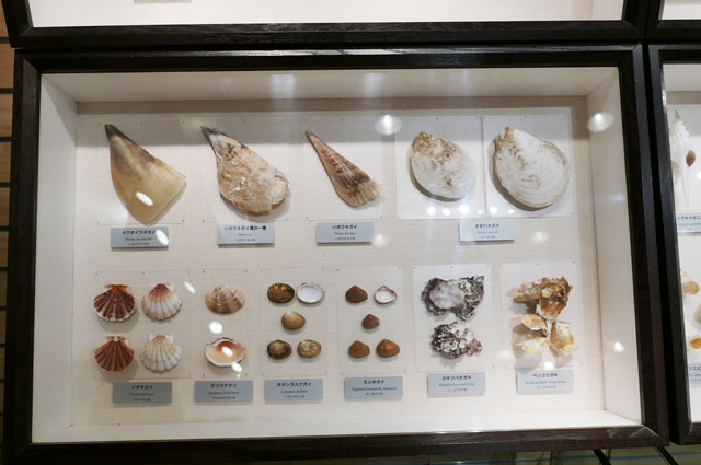 貝殻の標本
