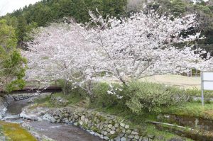 丸山川沿いに咲く桜