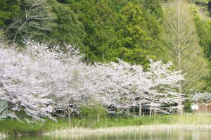 中村堰の桜