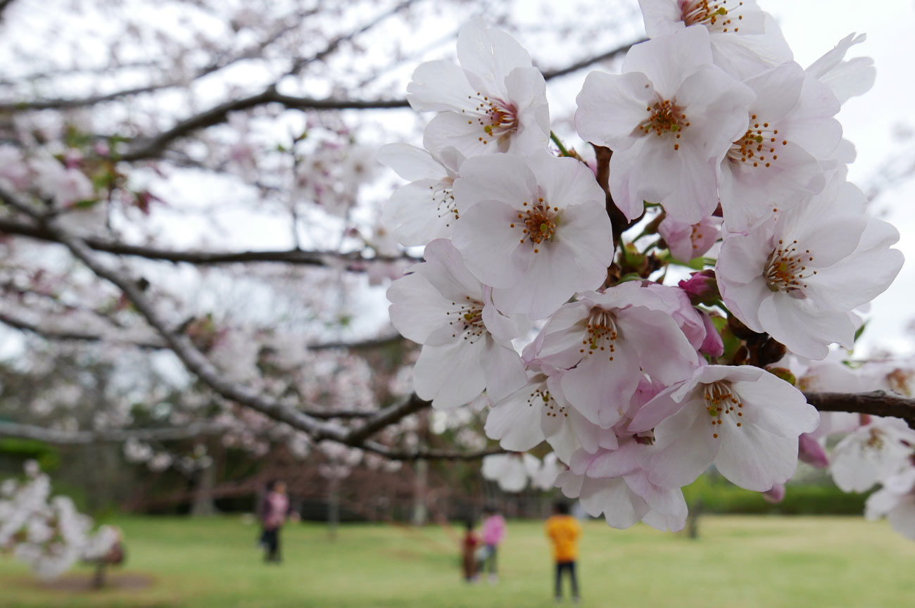 桜の花のアップ画像