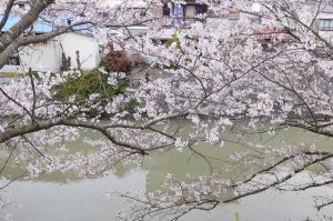 汐留橋周辺の桜