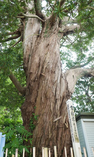 樹齢600年の槙の古木
