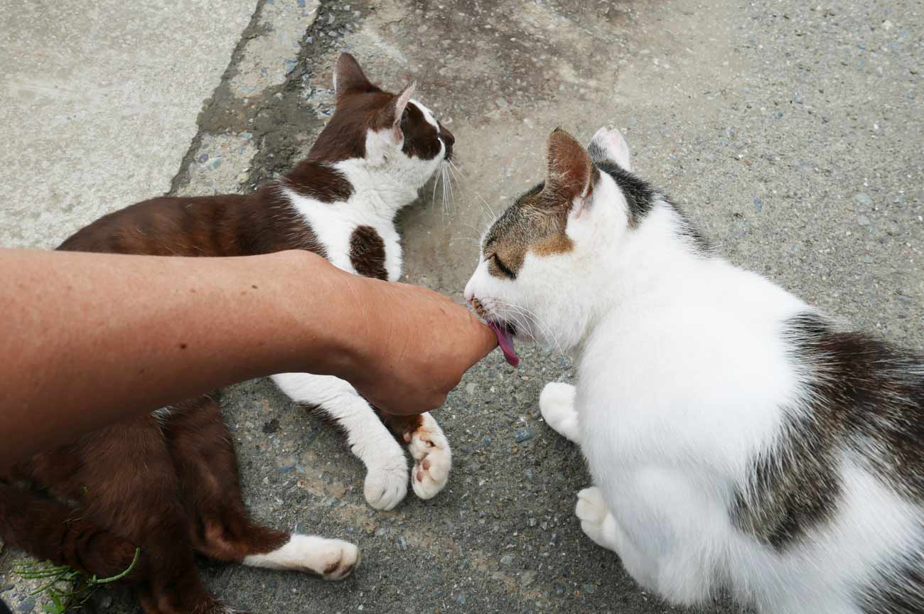 手を舐めるネコ