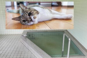 粟斗温泉の浴槽とネコのミーちゃん