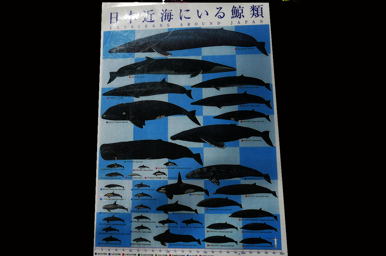 値上げマッコウクジラの歯？　アート　美術　工芸品　置物　オブジェ　龍　登り鯉 工芸品