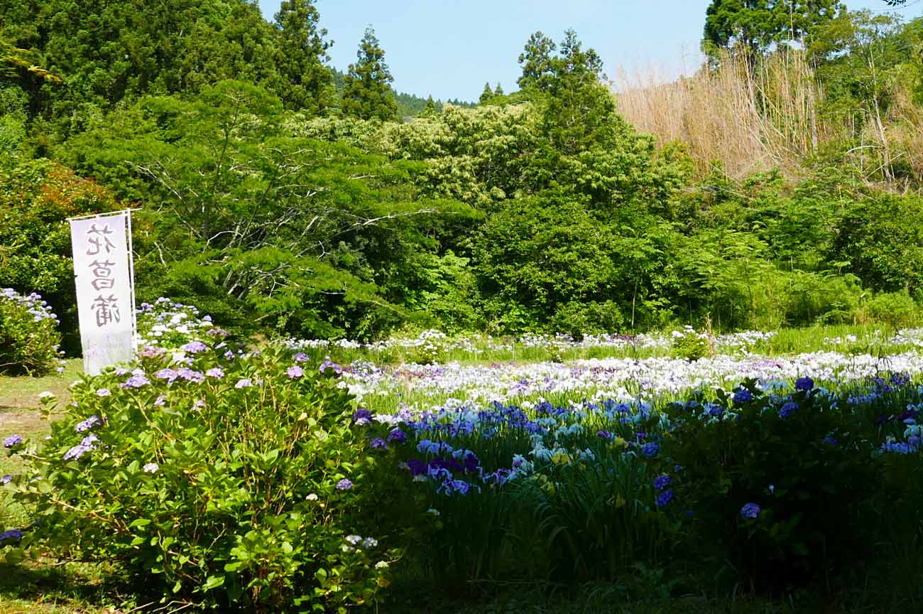 花菖蒲園の紫陽花と菖蒲