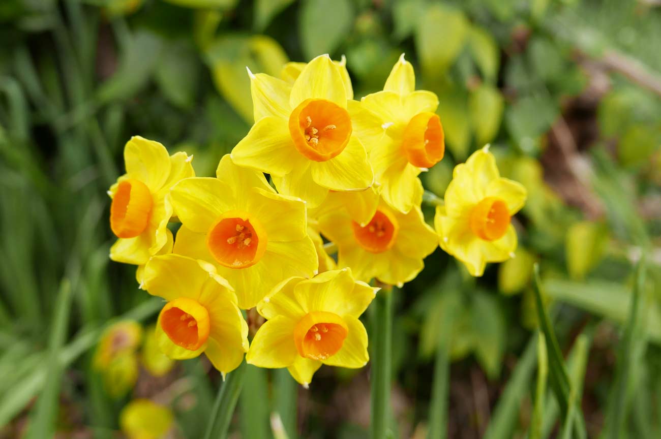 黄色い水仙の花のアップ