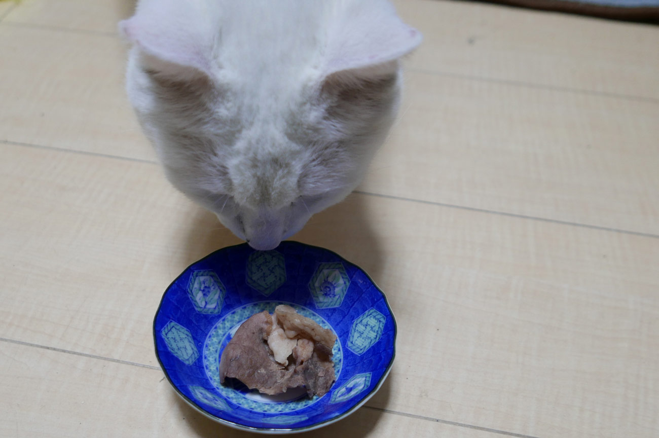 イノシシ肉の匂いを嗅ぐ猫