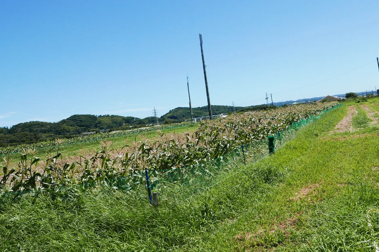 田村農園のトウモロコシ畑