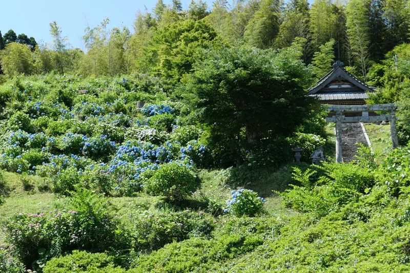 斜面に咲くあじさいと八幡神社