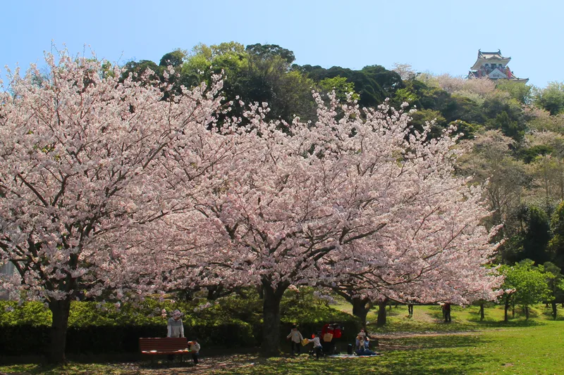 満開の館山城の桜