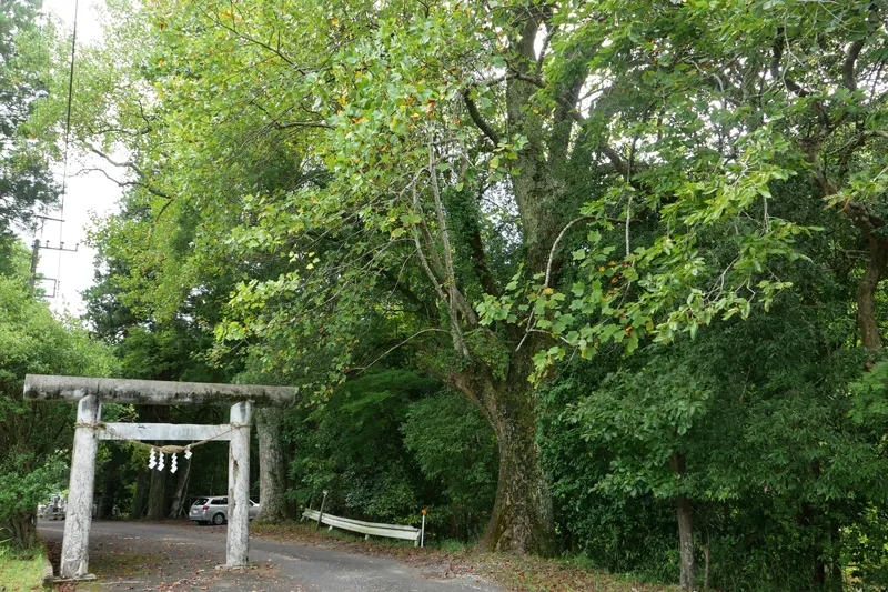 参道入口の鳥居