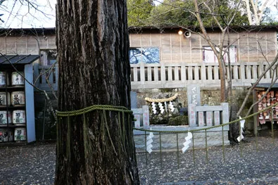 子宝・子授けイチョウ