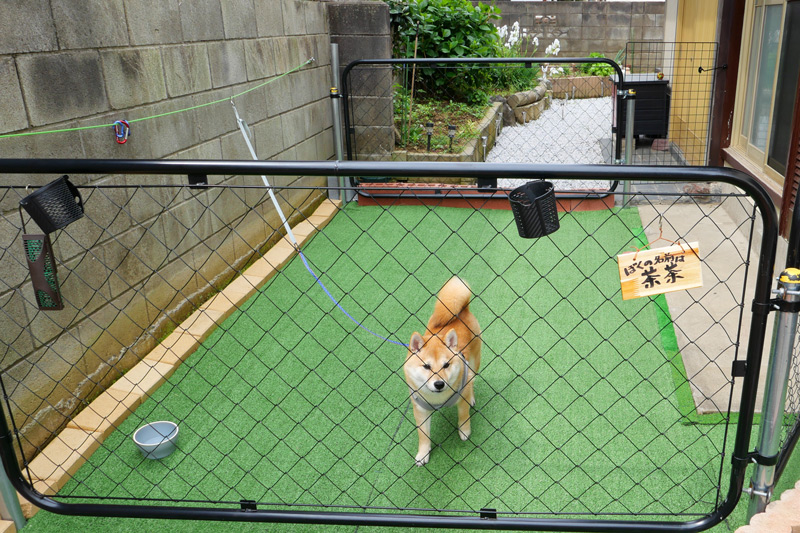 愛犬の茶茶
