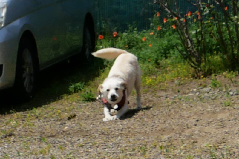 愛犬のくぅちゃん