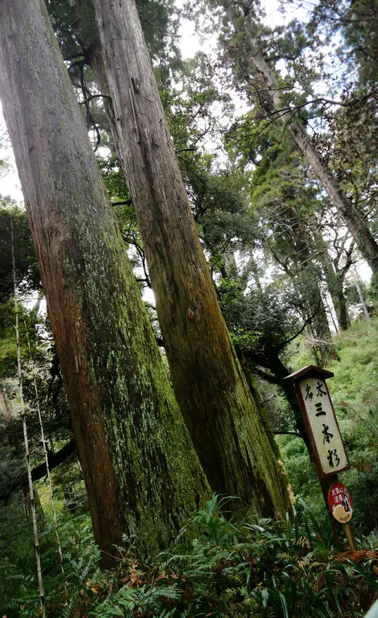 三本杉