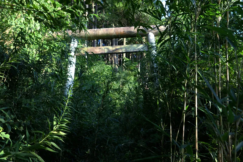 藪に埋もれた鳥居