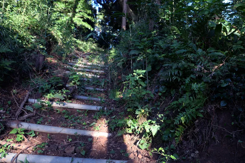 鳥居の先の石段