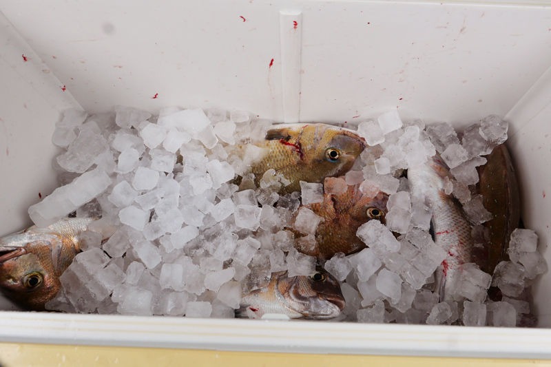 氷詰めにした魚