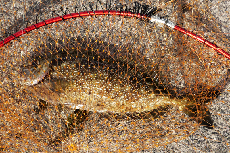 ダンゴ釣りで釣れたアイゴ
