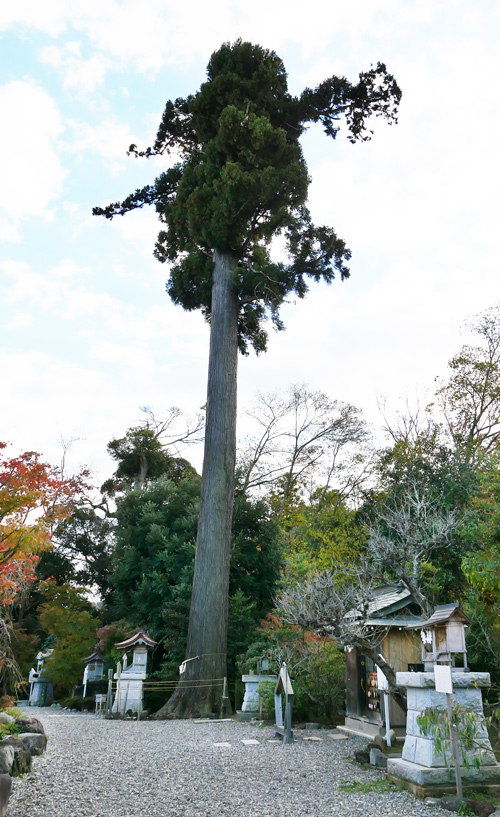 拝殿右側の杉の木