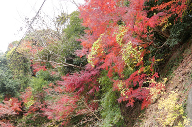 途中の紅葉