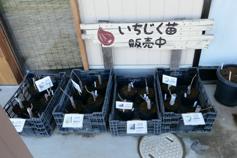 販売中のイチジク苗