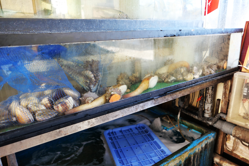 活魚と活貝の水槽