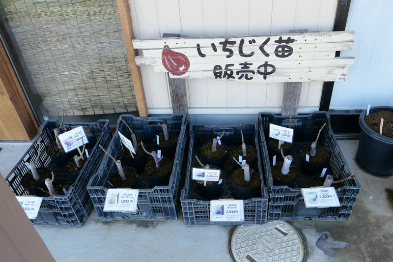 販売中のイチジク苗