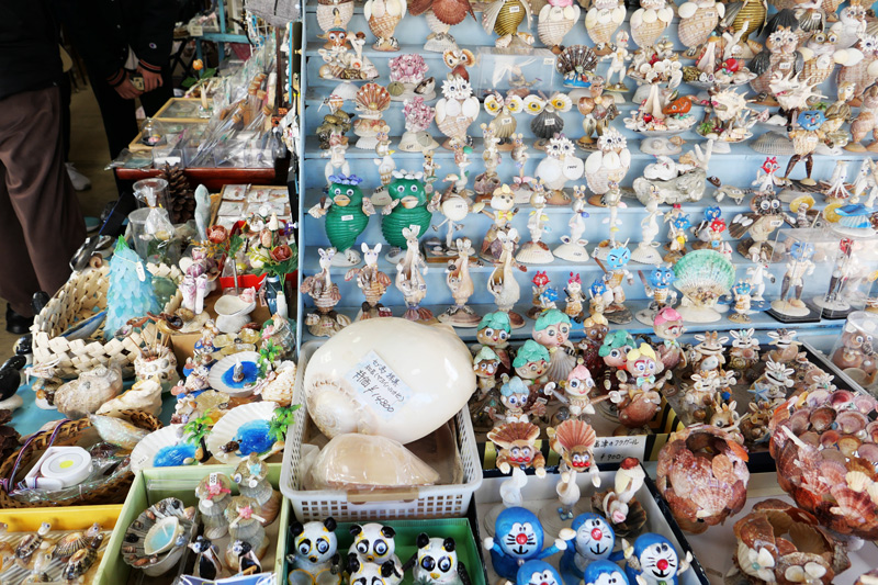 セブ島で採取した貝