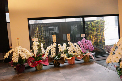 お祝いの胡蝶蘭