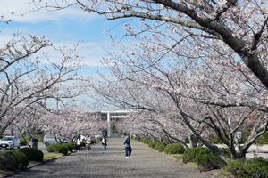 安房神社参道の桜