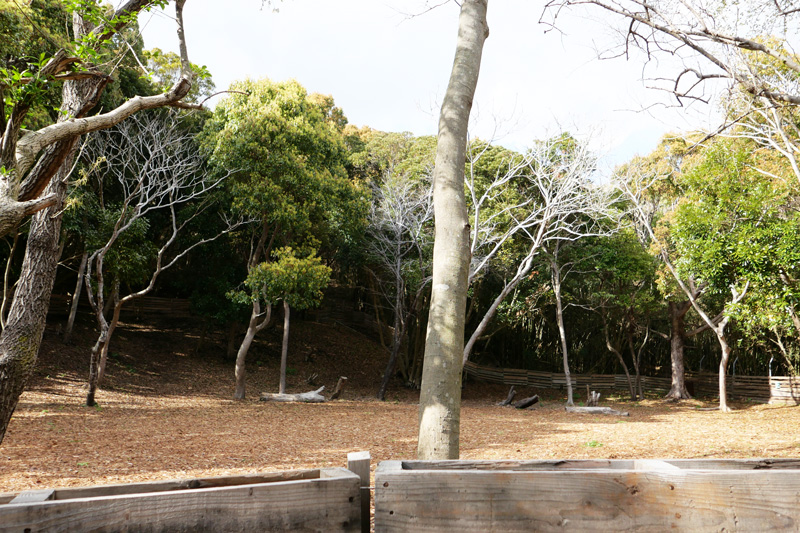 中大型犬コーナー