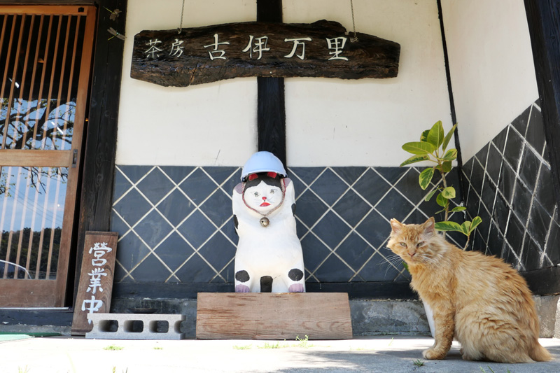 入口の看板と猫